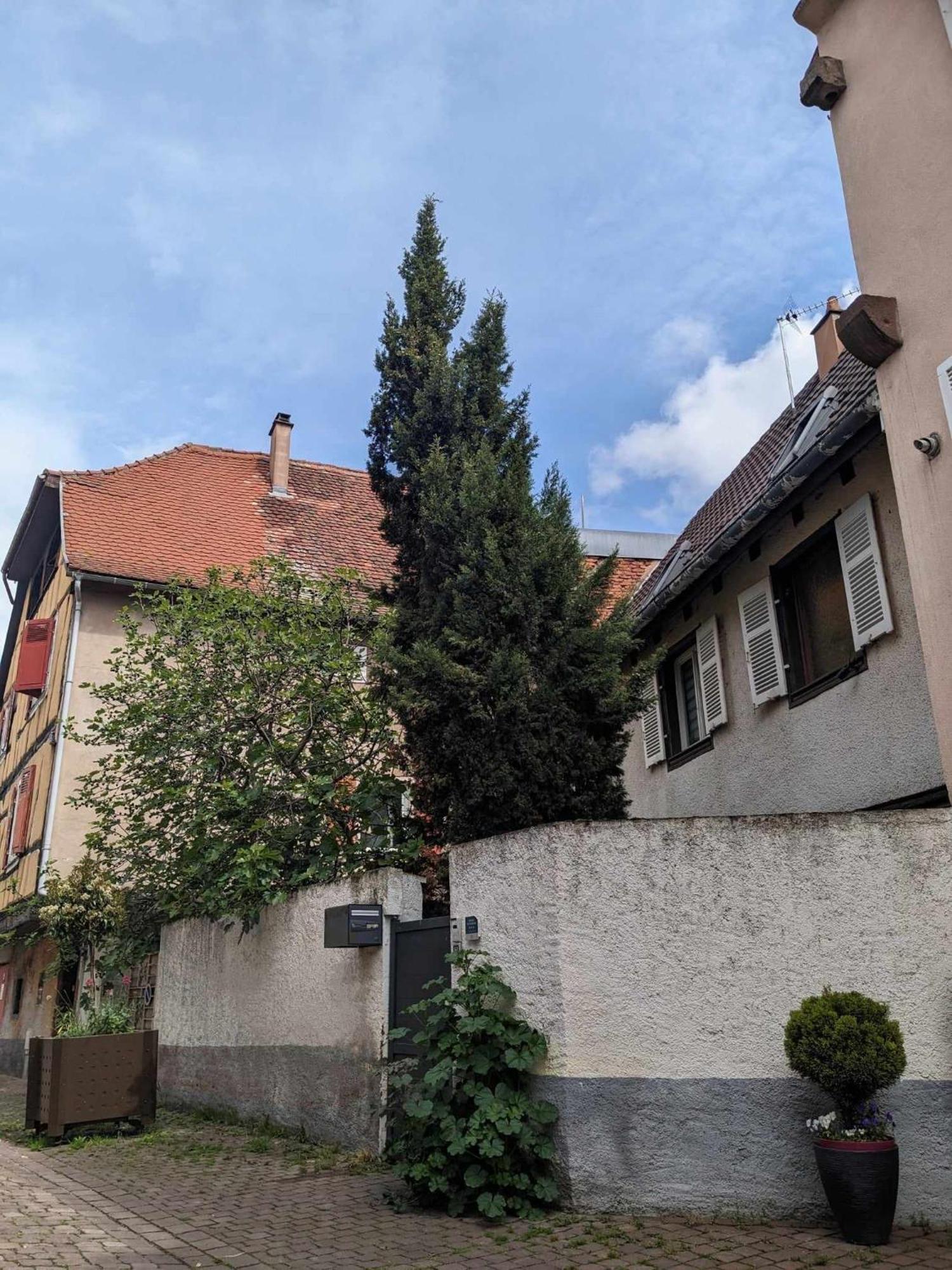 Gite Du Figuier 4 A 6 Personnes Selestat Centre-Alsace エクステリア 写真